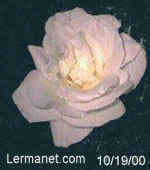 Picture white rose from Lerma's garden