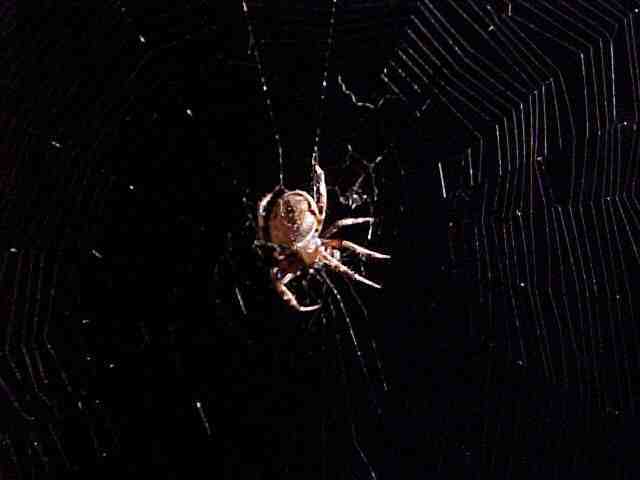 common orb weaver spider (c) lermanet2.com