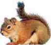 A Squirell is what Hubbard calls those who alter his stuff